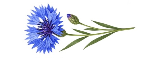 Igel Robert, das Gruppentier der Kornblumen